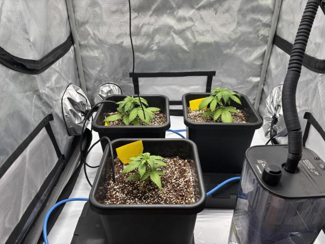 Mimosa Evo. Week 4