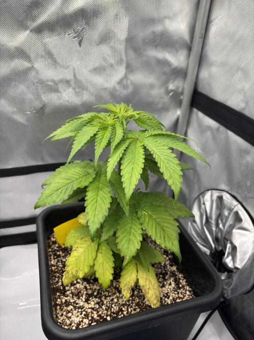 Mimosa Evo in Autopot Coco. Week 5 - Some leaves are dying