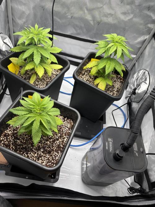 Mimosa Evo in Autopot Coco. Week 5