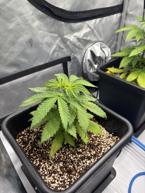 Mimosa Evo in Autopot Coco. Week 5
