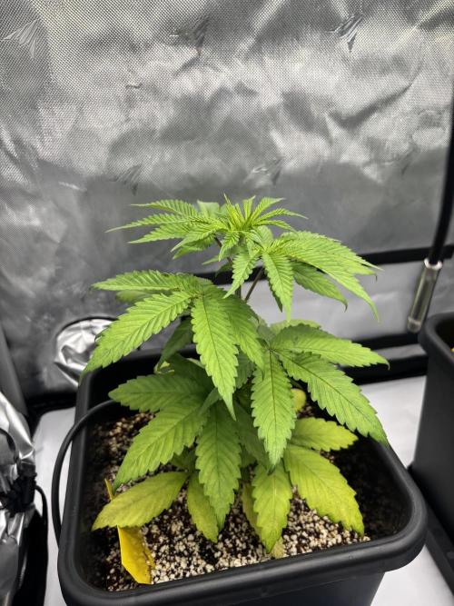 Mimosa Evo. Week 5