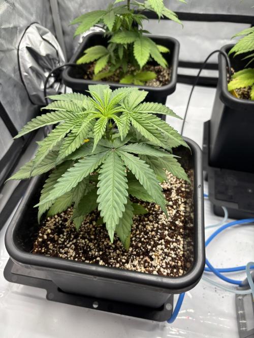Mimosa Evo in Autopot Coco. Week 6