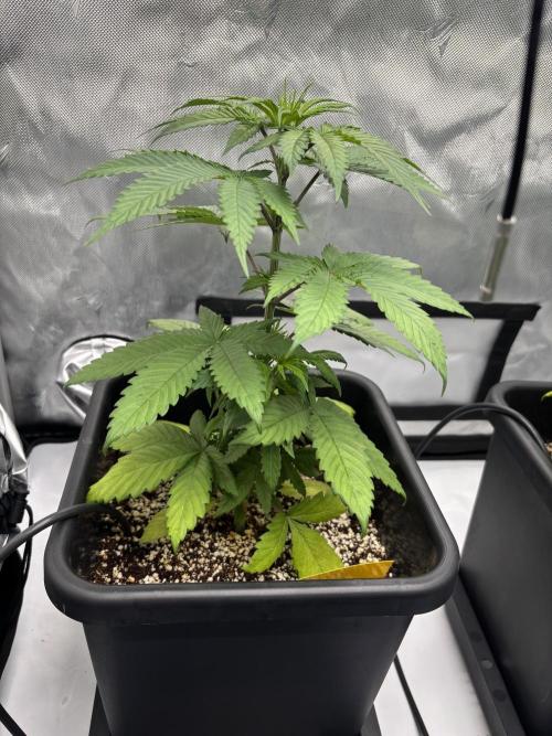 Mimosa Evo in Autopot Coco. Week 6