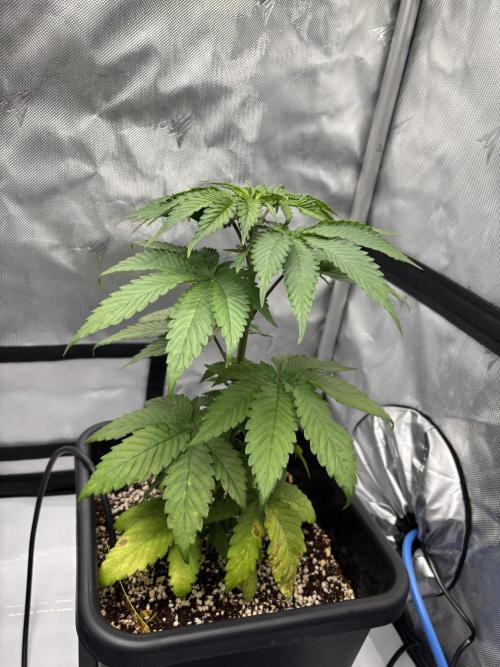 Mimosa Evo in Autopot Coco. Week 6