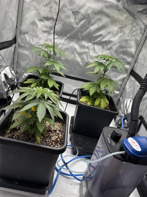 Mimosa Evo in Autopot Coco. Week 6