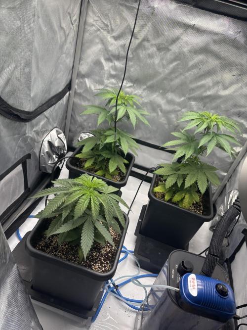 Mimosa Evo in Autopot Coco. Week 6