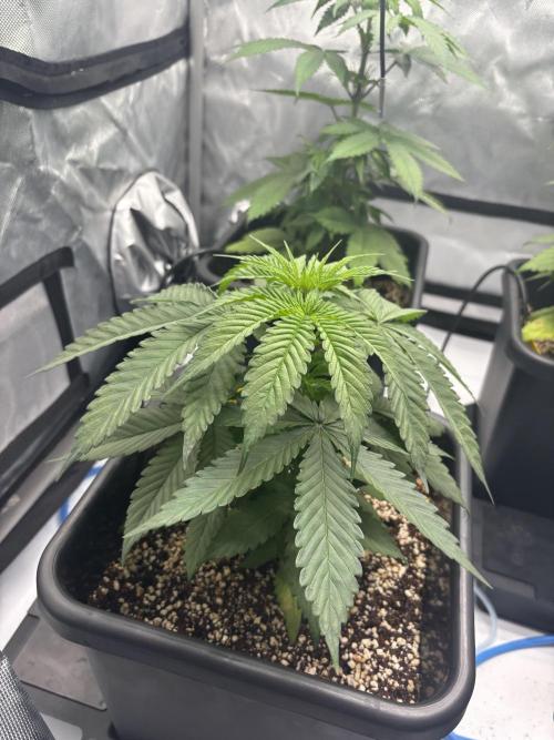 Mimosa Evo in Autopot Coco. Week 6