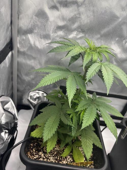 Mimosa Evo in Autopot Coco. Week 6