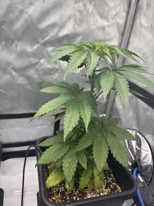 Mimosa Evo. Week 6