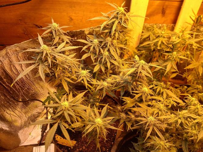 Anaborisx. Week 6 - Now the light spreads evenly on all main branches