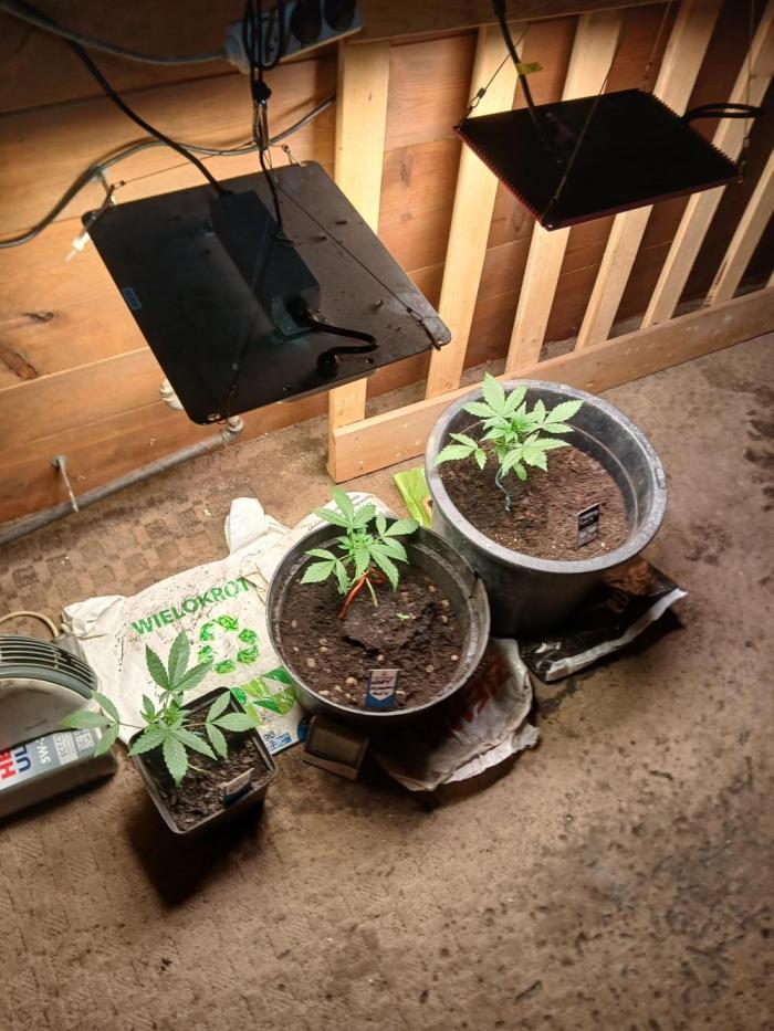 Big flower hunter. Week 3 - Know it was time for a new lamp setup 
At first 100 watt spider farmer