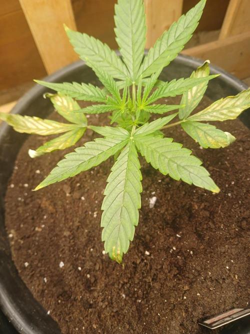 Big flower hunter. Week 2