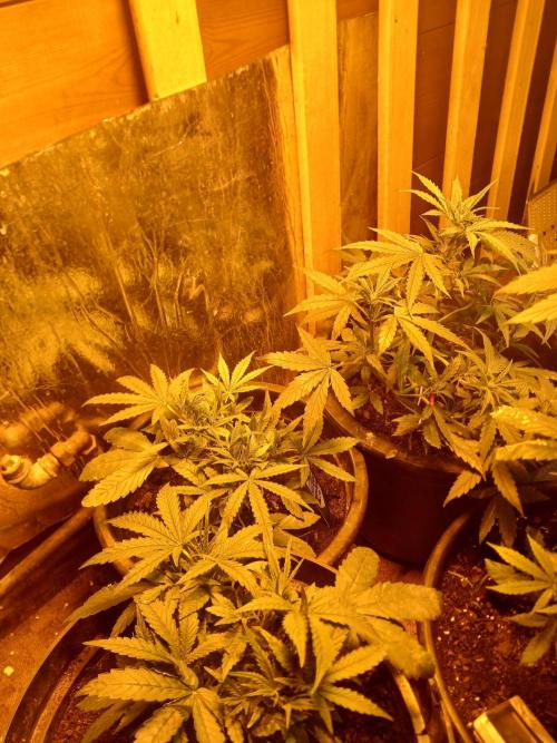 Big flower hunter. Week 4