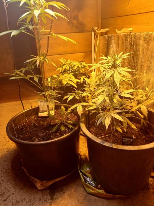 Big flower hunter. Week 4