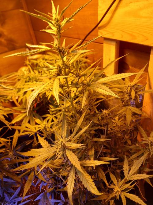 Big flower hunter. Week 5