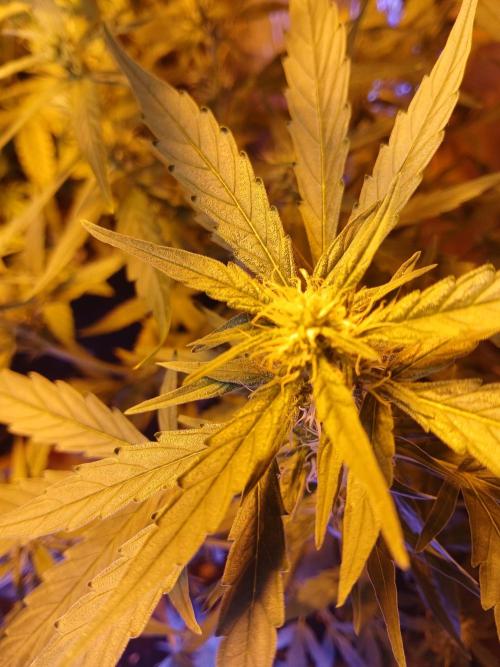 Big flower hunter. Week 5