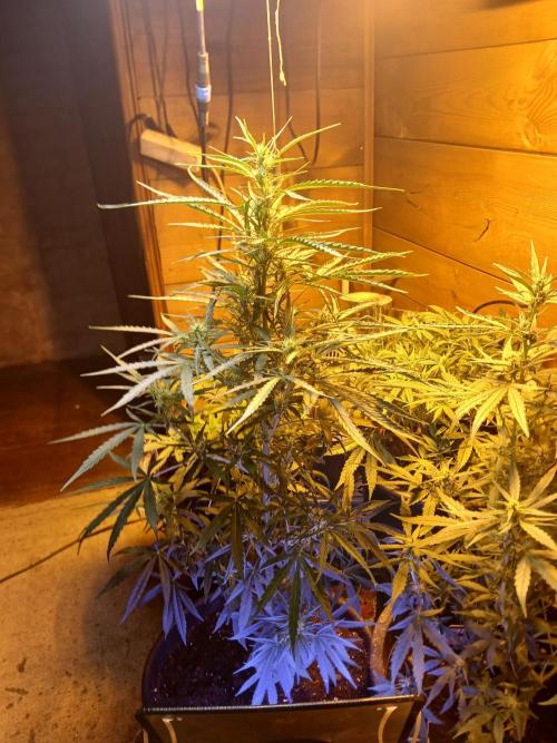 Big flower hunter. Week 5