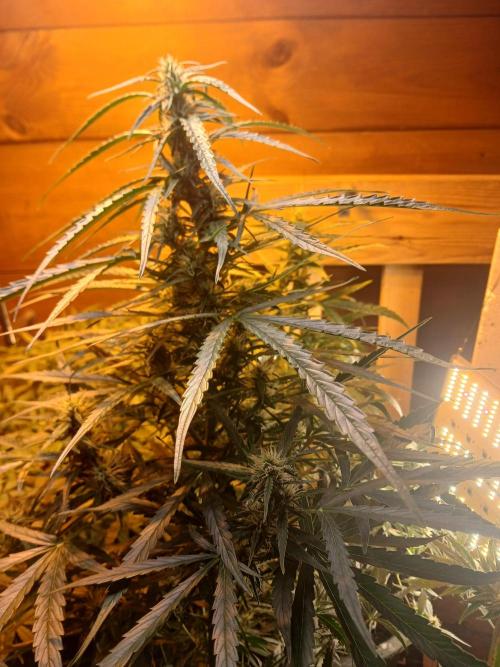 Big flower hunter. Week 6