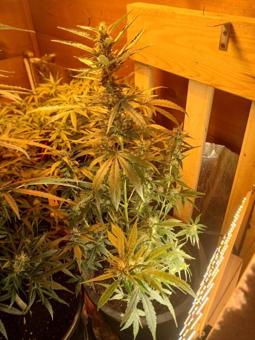 Big flower hunter. Week 6