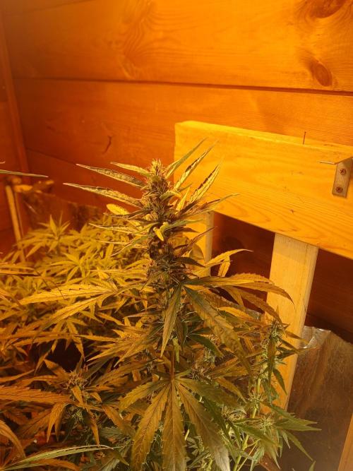 Big flower hunter. Week 6