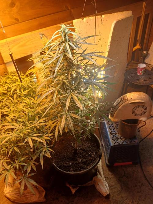 Big flower hunter. Week 6