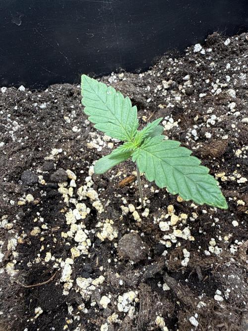 FastBuds Purple lemonade auto 1.6.2026. Week 1