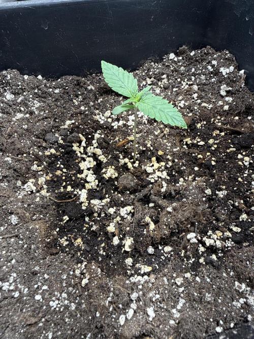 FastBuds Purple lemonade auto 1.6.2026. Week 1