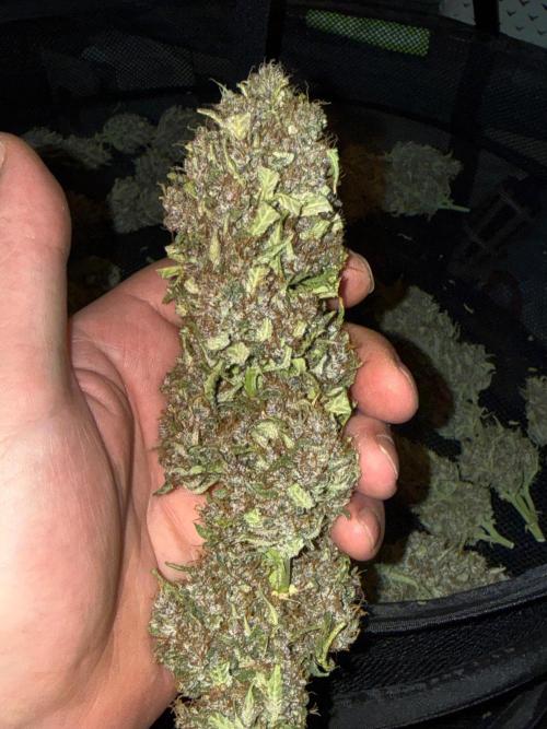 Only harvest. Week 9
