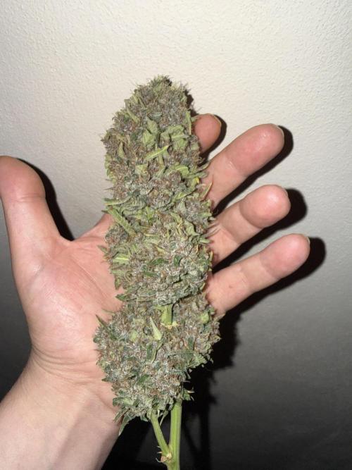 Only harvest. Week 9