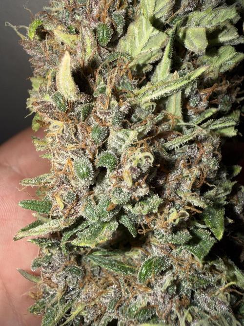 Only harvest. Week 9
