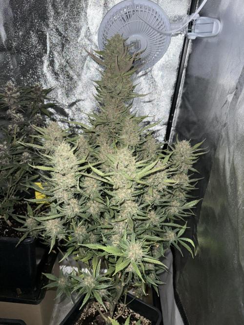 Only harvest. Week 9