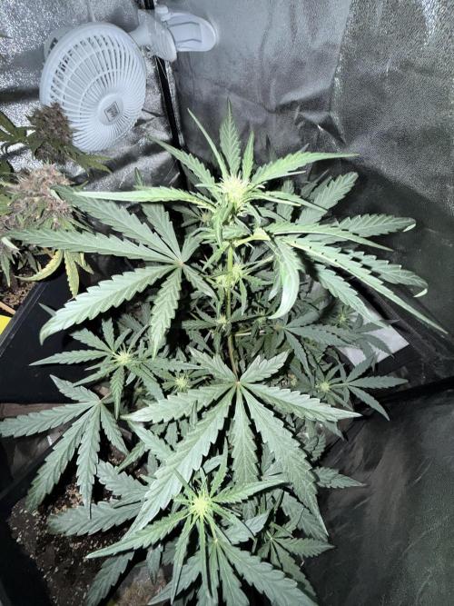 Mango cherry runtz auto /perpetual grow. Week 1