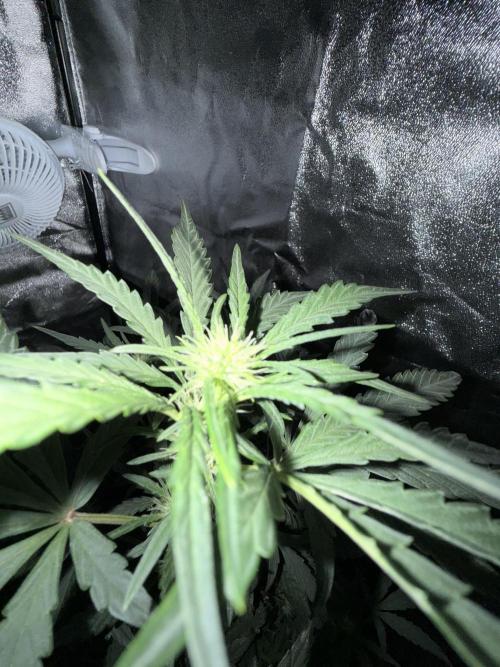 Mango cherry runtz auto /perpetual grow. Week 1