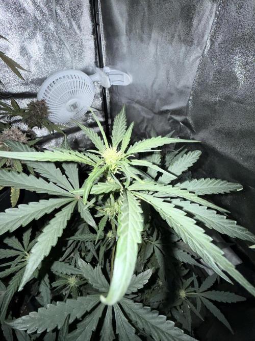 Mango cherry runtz auto /perpetual grow. Week 1