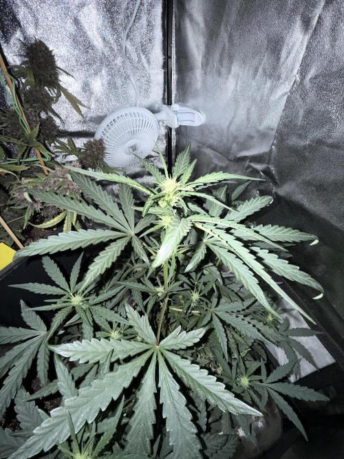 Mango cherry runtz auto /perpetual grow. Week 1