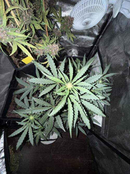 Mango cherry runtz auto /perpetual grow. Week 1