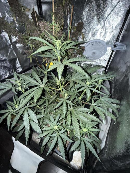 Mango cherry runtz auto /perpetual grow. Week 1