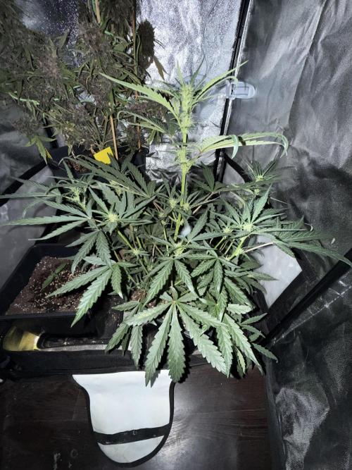 Mango cherry runtz auto /perpetual grow. Week 1