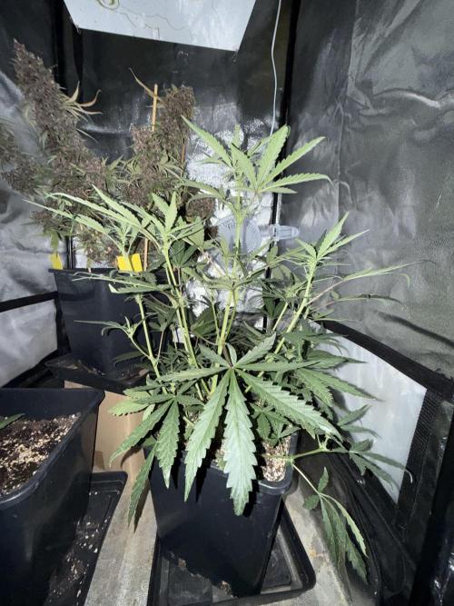 Mango cherry runtz auto /perpetual grow. Week 1