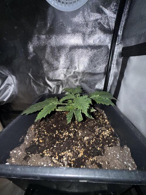 Gorilla Z auto / perpetual grow fastbuds. Week 3