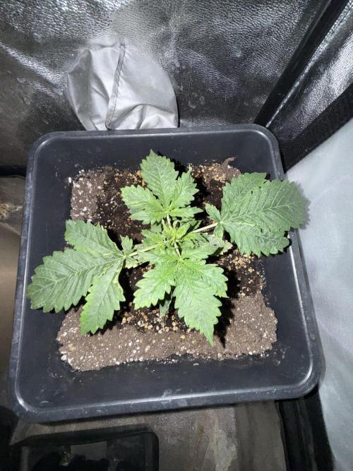 Gorilla Z auto / perpetual grow fastbuds. Week 3