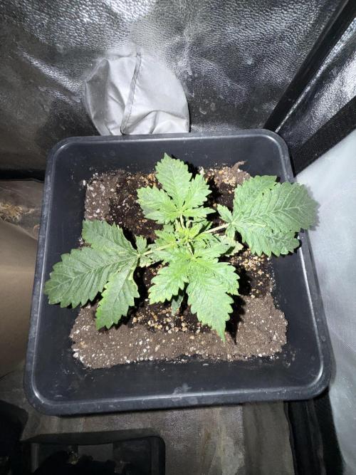 Gorilla Z auto / perpetual grow fastbuds. Week 3