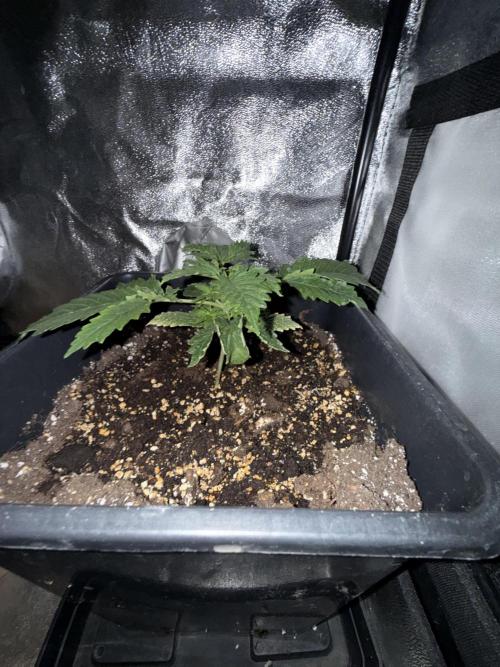Gorilla Z auto / perpetual grow fastbuds. Week 3