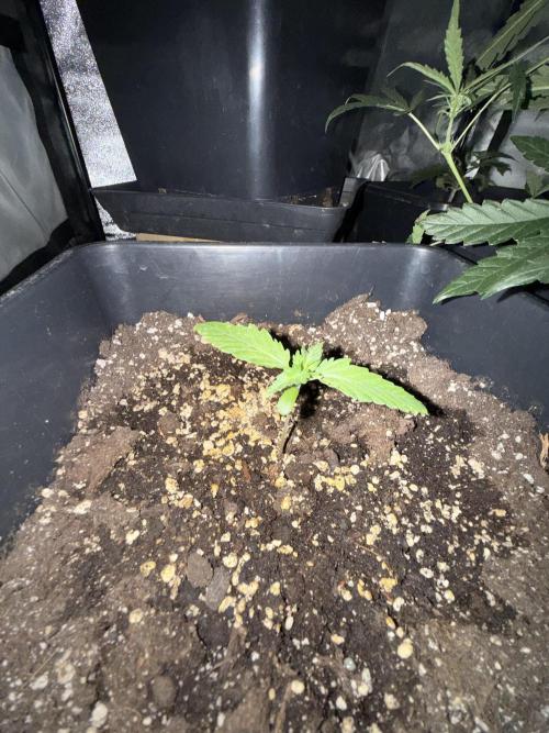 FastBuds Purple lemonade auto 1.6.2026. Week 2