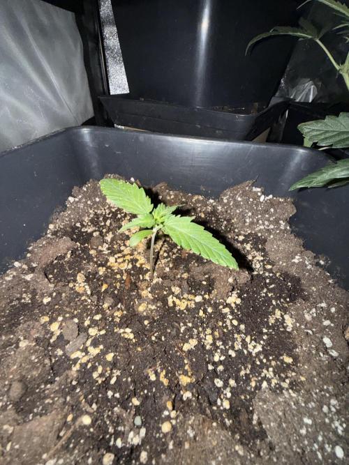 FastBuds Purple lemonade auto 1.6.2026. Week 2