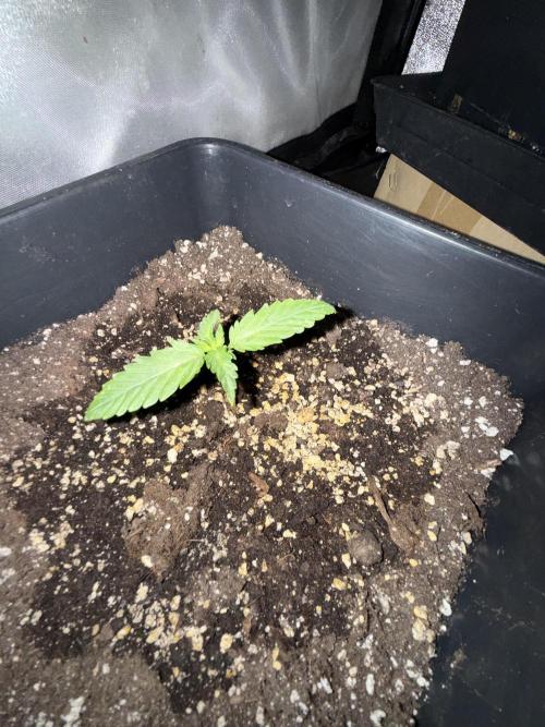FastBuds Purple lemonade auto 1.6.2026. Week 2