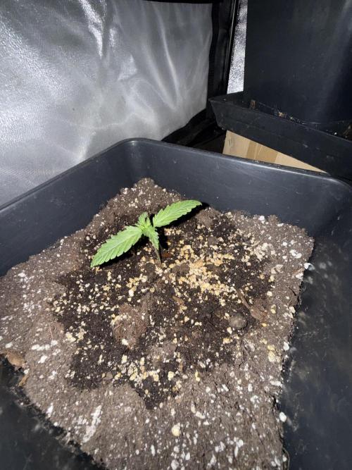 FastBuds Purple lemonade auto 1.6.2026. Week 2