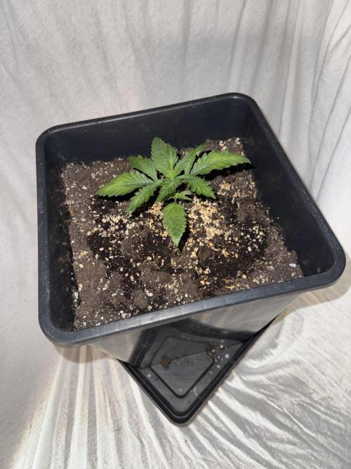 FastBuds Purple lemonade auto 1.6.2026. Week 3