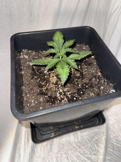 FastBuds Purple lemonade auto 1.6.2026. Week 3