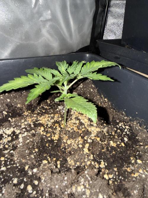 FastBuds Purple lemonade auto 1.6.2026. Week 3